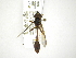  (Salpingogaster sp - INB0004304549)  @13 [ ] Copyright (2012) M. Zumbado Instituto Nacional de Biodiversidad
