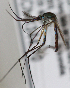  ( - INB0004319201)  @12 [ ] Copyright (2012) L.G. Chaverri Instituto Nacional de Biodiversidad