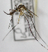  ( - INB0004319233)  @11 [ ] Copyright (2012) L.G. Chaverri Instituto Nacional de Biodiversidad