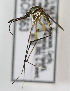  ( - INB0004319237)  @11 [ ] Copyright (2012) L.G. Chaverri Instituto Nacional de Biodiversidad