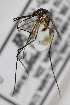  ( - INB0004319283)  @14 [ ] Copyright (2012) L.G. Chaverri Instituto Nacional de Biodiversidad
