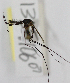  (Toxorhynchitini - INB0004319285)  @14 [ ] Copyright (2012) L.G. Chaverri Instituto Nacional de Biodiversidad