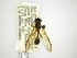  (Salpingogaster CR-1 - INBIOCRI000409463)  @13 [ ] Copyright (2012) M. Zumbado Instituto Nacional de Biodiversidad