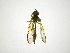  (Salpingogaster halcyon - INBIOCRI000910120)  @13 [ ] Copyright (2012) M. Zumbado Instituto Nacional de Biodiversidad