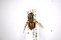  ( - INBIOCRI001752134)  @11 [ ] Copyright (2012) M. Zumbado Instituto Nacional de Biodiversidad