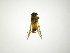  (Myolepta 92-7 - INBIOCRI001789366)  @11 [ ] Copyright (2012) M. Zumbado Instituto Nacional de Biodiversidad