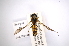  (Hermetia flavipes - INBIOCRI001820058)  @11 [ ] Copyright (2012) M. Zumbado Instituto Nacional de Biodiversidad