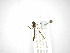  ( - INBIOCRI001931692)  @11 [ ] Copyright (2012) M. Zumbado Instituto Nacional de Biodiversidad
