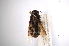  ( - INBIOCRI001969153)  @11 [ ] Copyright (2012) M. Zumbado Instituto Nacional de Biodiversidad
