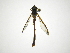  (Salpingogaster CR-D - INBIOCRI002137586)  @13 [ ] Copyright (2012) M. Zumbado Instituto Nacional de Biodiversidad