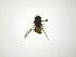  (Myolepta CR-3 - INBIOCRI002323977)  @11 [ ] Copyright (2012) M. Zumbado Instituto Nacional de Biodiversidad