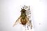  ( - INBIOCRI002567233)  @11 [ ] Copyright (2012) M. Zumbado Instituto Nacional de Biodiversidad