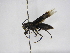  (Parachartergus - INB0003030900)  @14 [ ] Copyright (2012) Braulio Hernandez Instituto Nacional de Biodiversidad