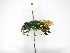  ( - INB0003042025)  @11 [ ] Copyright (2012) Braulio Hernandez Instituto Nacional de Biodiversidad