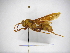  (Polistes major - INB0003056334)  @14 [ ] Copyright (2012) Braulio Hernandez Instituto Nacional de Biodiversidad