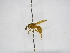  (Parachartergus smithii - INB0003318535)  @13 [ ] Copyright (2012) Braulio Hernandez Instituto Nacional de Biodiversidad