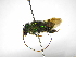 ( - INB0003348681)  @11 [ ] Copyright (2012) Braulio Hernandez Instituto Nacional de Biodiversidad