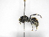  ( - INB0003373864)  @11 [ ] Copyright (2012) Braulio Hernandez Instituto Nacional de Biodiversidad