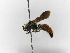  ( - INB0003373906)  @11 [ ] Copyright (2012) Braulio Hernandez Instituto Nacional de Biodiversidad