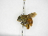  ( - INB0003384293)  @11 [ ] Copyright (2012) Braulio Hernandez Instituto Nacional de Biodiversidad
