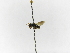  ( - INB0003409931)  @11 [ ] Copyright (2012) Braulio Hernandez Instituto Nacional de Biodiversidad