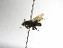  ( - INB0003411723)  @11 [ ] Copyright (2012) Braulio Hernandez Instituto Nacional de Biodiversidad