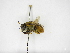  ( - INB0003415960)  @11 [ ] Copyright (2012) Braulio Hernandez Instituto Nacional de Biodiversidad