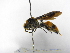  ( - INB0003730860)  @11 [ ] Copyright (2012) Braulio Hernandez Instituto Nacional de Biodiversidad