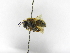  ( - INB0003767312)  @12 [ ] Copyright (2012) Braulio Hernandez Instituto Nacional de Biodiversidad