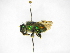  ( - INB0003789284)  @11 [ ] Copyright (2012) Braulio Hernandez Instituto Nacional de Biodiversidad