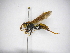  (Polistes myersi - INB0003837930)  @14 [ ] Copyright (2012) Braulio Hernandez Instituto Nacional de Biodiversidad