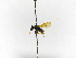  ( - INB0003891942)  @11 [ ] Copyright (2012) Braulio Hernandez Instituto Nacional de Biodiversidad