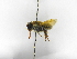  ( - INB0003894932)  @12 [ ] Copyright (2012) Braulio Hernandez Instituto Nacional de Biodiversidad