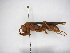  (Polistes canadensis - INB0003930067)  @14 [ ] Copyright (2012) Braulio Hernandez Instituto Nacional de Biodiversidad
