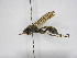  ( - INB0003930302)  @13 [ ] Copyright (2012) Braulio Hernandez Instituto Nacional de Biodiversidad