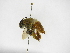  ( - INB0003951620)  @11 [ ] Copyright (2012) Braulio Hernandez Instituto Nacional de Biodiversidad