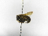  ( - INB0004034377)  @11 [ ] Copyright (2012) Braulio Hernandez Instituto Nacional de Biodiversidad