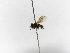 ( - INB0004054300)  @11 [ ] Copyright (2012) Braulio Hernandez Instituto Nacional de Biodiversidad