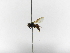  ( - INB0004054326)  @11 [ ] Copyright (2012) Braulio Hernandez Instituto Nacional de Biodiversidad