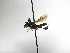  ( - INB0004086571)  @11 [ ] Copyright (2012) Braulio Hernandez Instituto Nacional de Biodiversidad