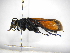  ( - INB0004103415)  @11 [ ] Copyright (2012) Braulio Hernandez Instituto Nacional de Biodiversidad