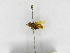  (Tetragona ziegleri - INB0004119312)  @13 [ ] Copyright (2012) Braulio Hernandez Instituto Nacional de Biodiversidad