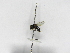  (Scaura sp1 - INB0004185928)  @12 [ ] Copyright (2012) Braulio Hernandez Instituto Nacional de Biodiversidad