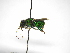  ( - INB0004206247)  @11 [ ] Copyright (2012) Braulio Hernandez Instituto Nacional de Biodiversidad