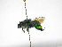  ( - INB0004240118)  @13 [ ] Copyright (2012) Braulio Hernandez Instituto Nacional de Biodiversidad