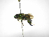  ( - INB0004241355)  @11 [ ] Copyright (2012) Braulio Hernandez Instituto Nacional de Biodiversidad