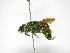  ( - INB0004241815)  @14 [ ] Copyright (2012) Braulio Hernandez Instituto Nacional de Biodiversidad