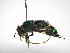  ( - INB0004242187)  @12 [ ] Copyright (2012) Braulio Hernandez Instituto Nacional de Biodiversidad