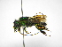  ( - INB0004242224)  @13 [ ] Copyright (2012) Braulio Hernandez Instituto Nacional de Biodiversidad