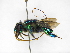  ( - INB0004262749)  @11 [ ] Copyright (2012) Braulio Hernandez Instituto Nacional de Biodiversidad